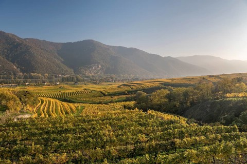 Autumnal vineyards near Weissenkirchen in the Wachau