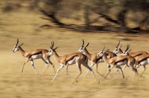 Springboks