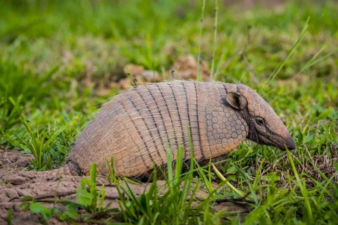 Big hairy armadillo