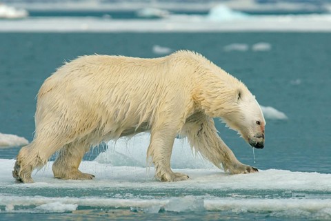 Polar bear