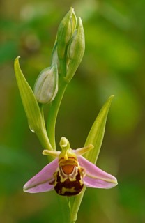 Bee orchid