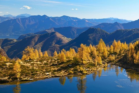 Larches