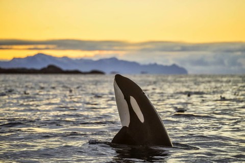 Orca