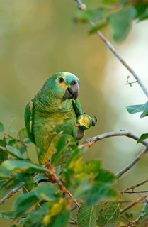 Blue-fronted amazon