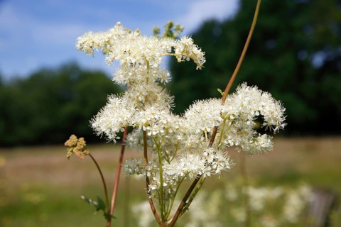 Flowering Meadowsweet