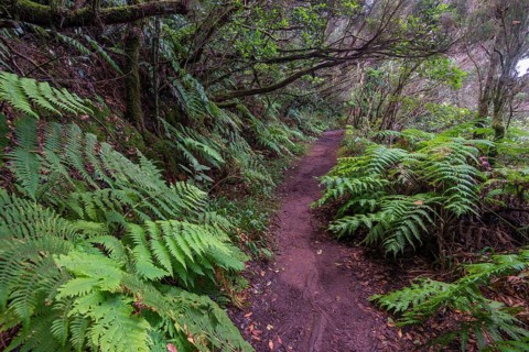 Trail through the laurel forest