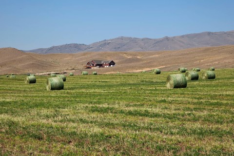 Round hay bales on mown meadow