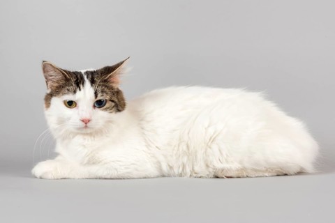 Pedigree cat Cymric
