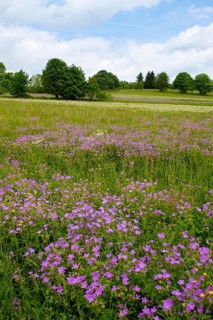 Meadow cranesbill
