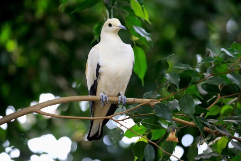 Pied Imperial Pigeon