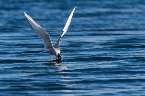 Arctic tern