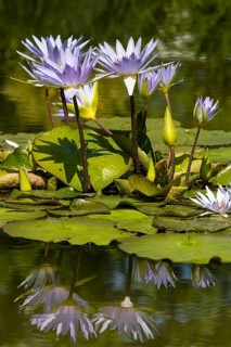Cape blue water lilies