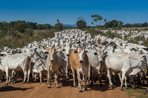 Herd of Nelore cattle