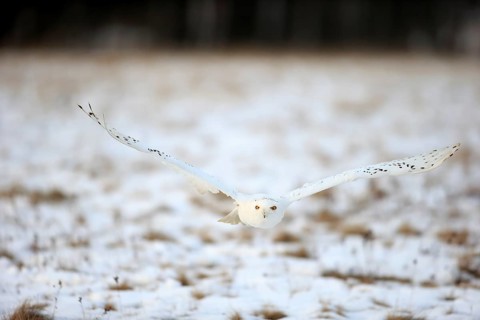 Snowy Owl