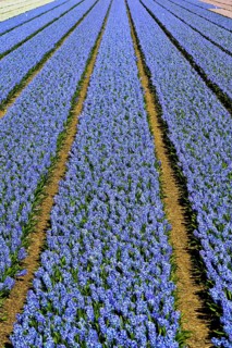 Cultivation of blue Grape hyacinth