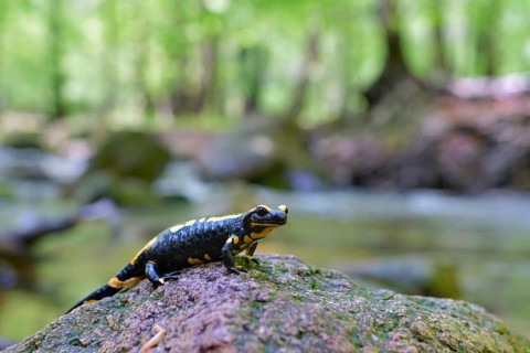 Fire salamander