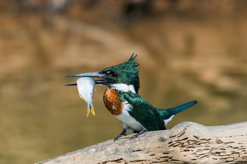 Green Kingfisher