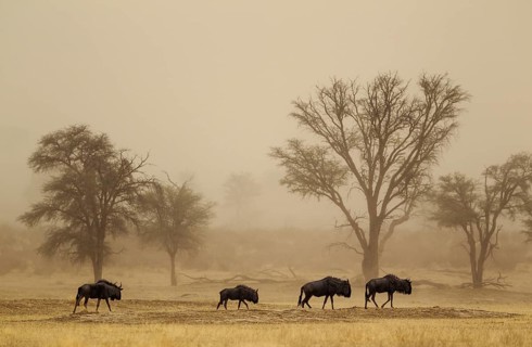 Blue Wildebeest