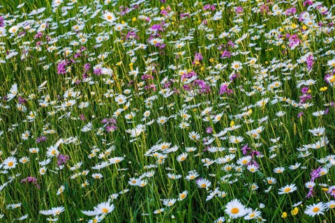 Sea of blossoms