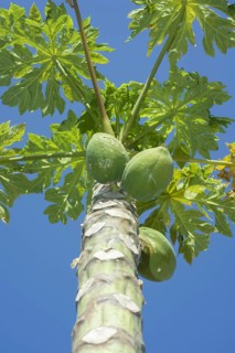 Fruits Papayas