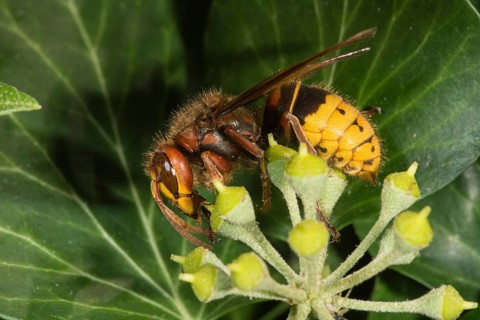 European hornet