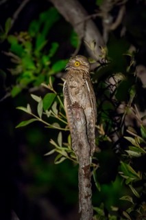 Common potoo