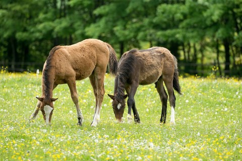 Two haflinger foals grazing