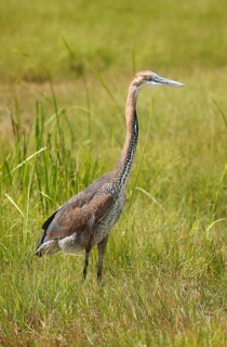 Goliath heron