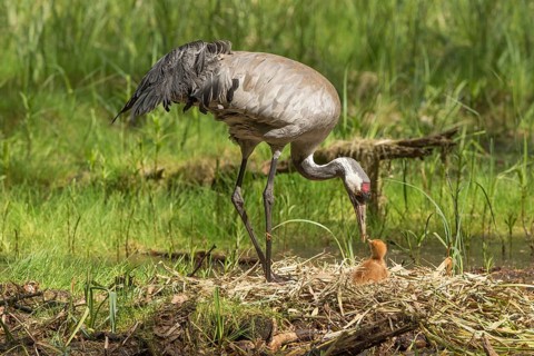 Common or Eurasian crane