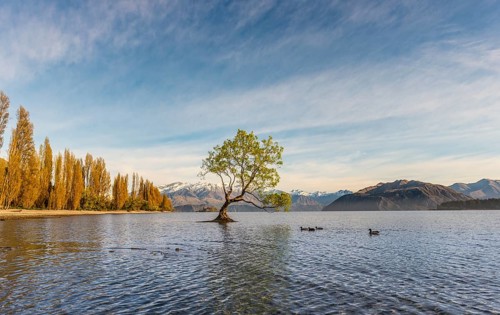 Single tree standing in water