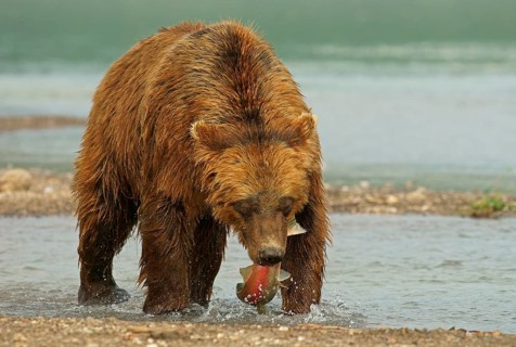 Brown bear