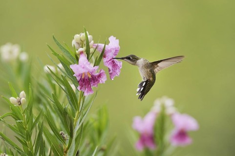 Ruby-throated Hummingbird