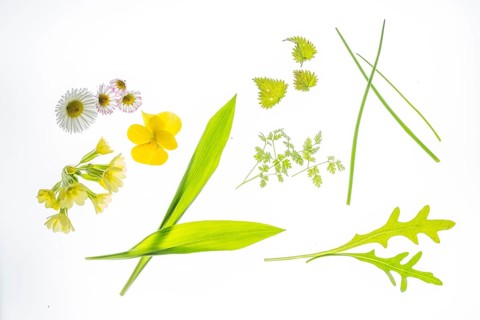 Still life with herbs and flowers