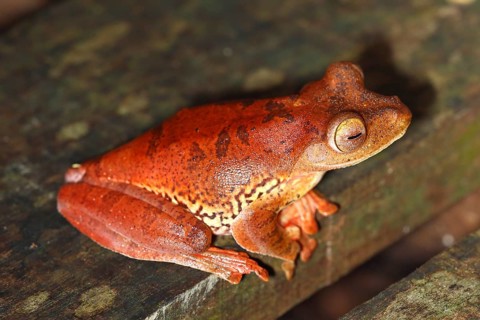 Harlequin tree frog