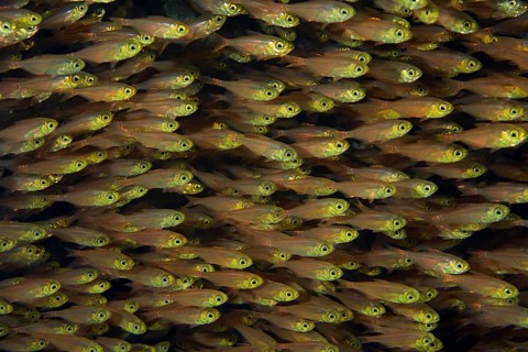 Large school of Glassfish