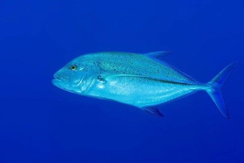 Bluefin trevally