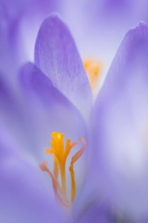 Woodland crocus
