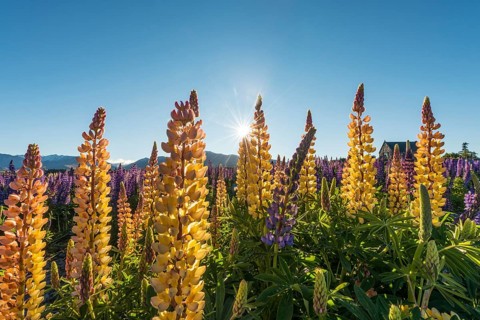 Sun shining through yellow multi Large-leaved lupines