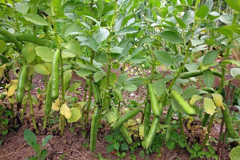Broad bean