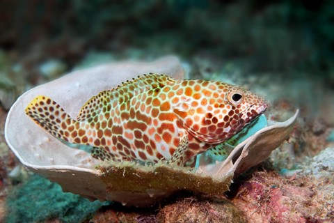 Honeycomb grouper