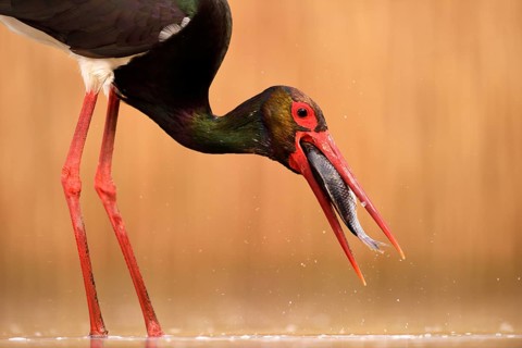 Black stork