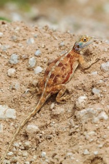 Ground Agama