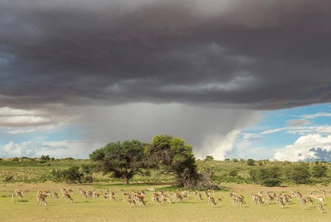 Springboks