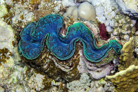 Maxima clam