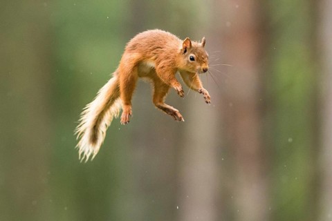 Eurasian red squirrel