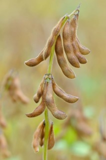 Soya beanplant