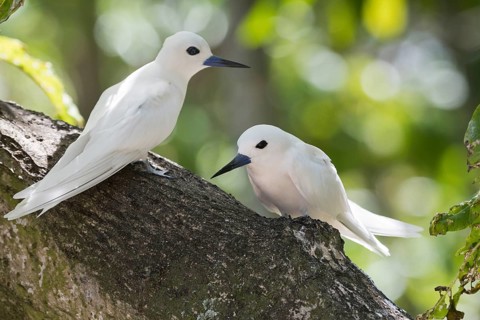 White terns