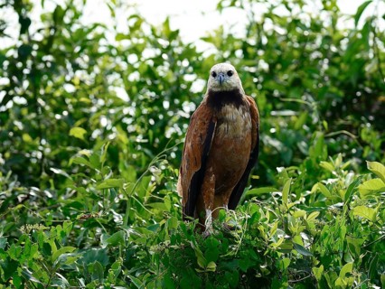 Black-collared hawk