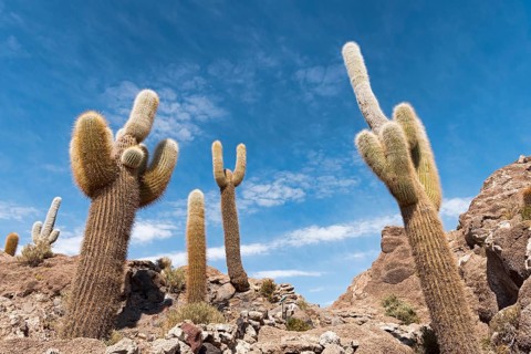 Isla Incahuasi with centuries-old cacti