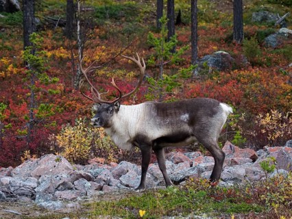 Reindeer